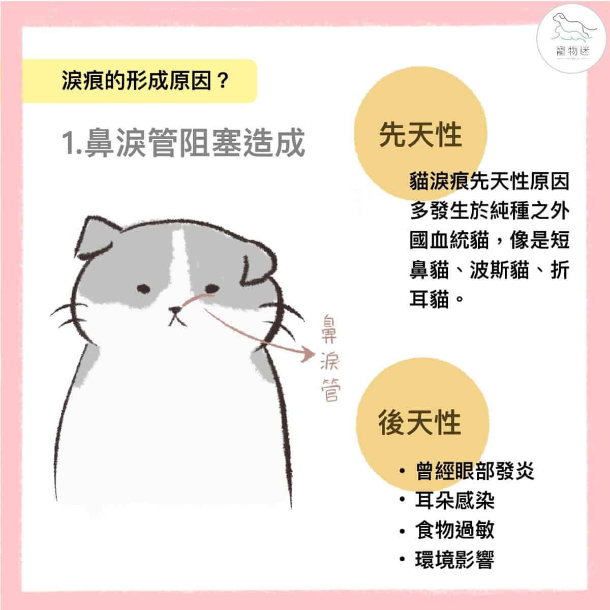 貓咪總是淚眼汪汪？6招做好貓淚痕保健！
