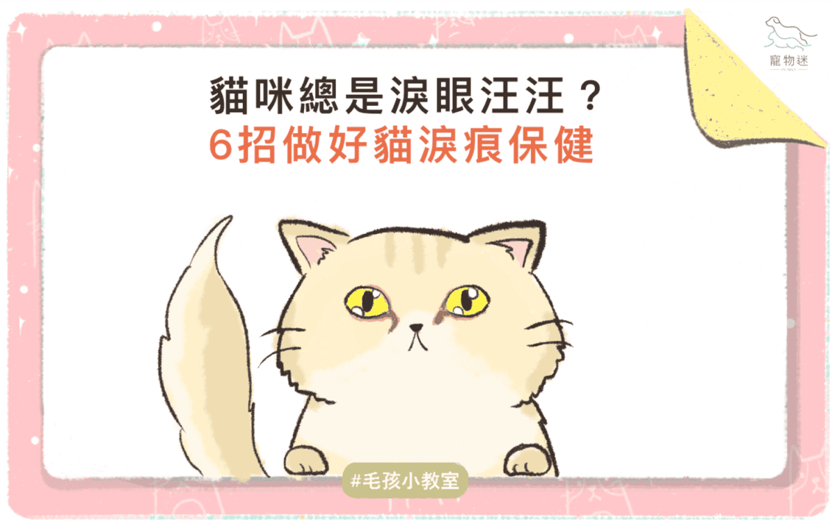 貓咪總是淚眼汪汪？6招做好貓淚痕保健！