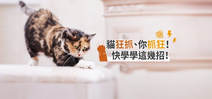 貓咪抓家具怎麼辦？4大原因解析＋有效矯正方法一次看懂！