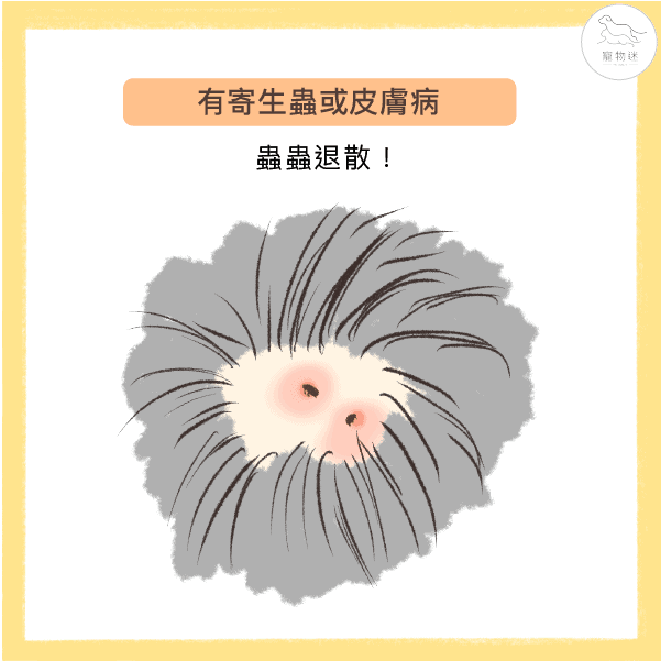 造成毛寶貝異常掉毛的7大兇手！