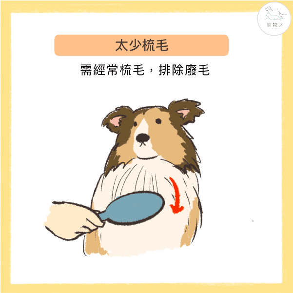 造成毛寶貝異常掉毛的7大兇手！