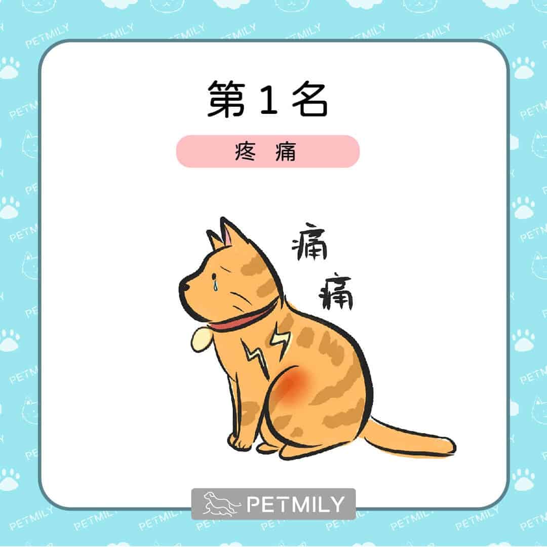 貓狗癌症的十大症狀