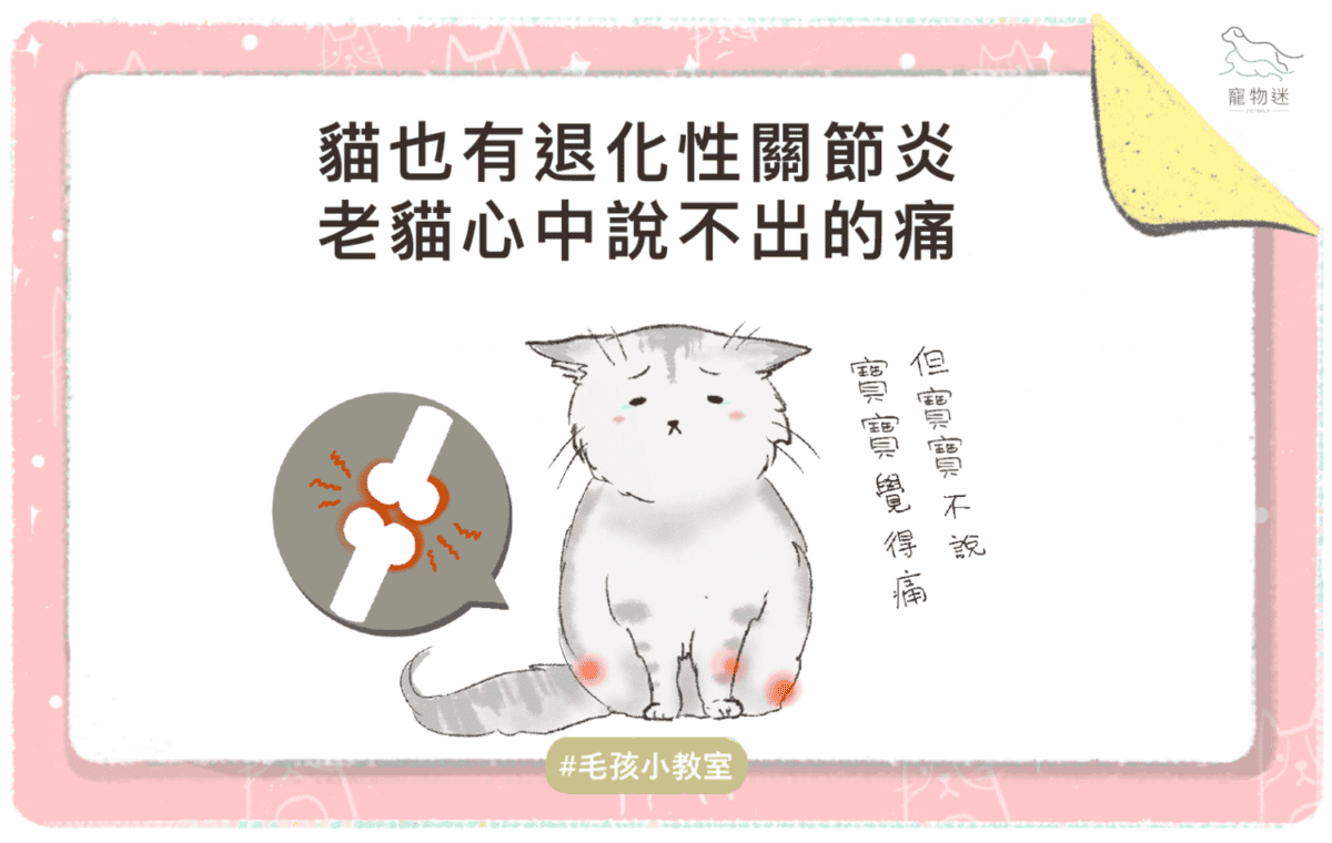 高齡貓咪退化性關節炎照護全攻略：4大症狀＋3種保健方法一次看！