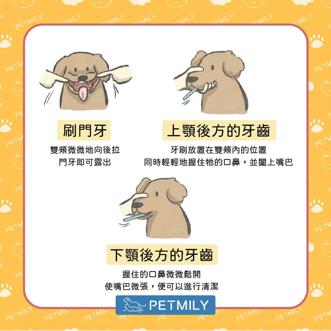 這三招 教你幫狗狗刷牙