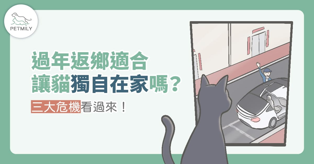 過年返鄉適合讓貓獨自在家嗎？3大危機看過來！