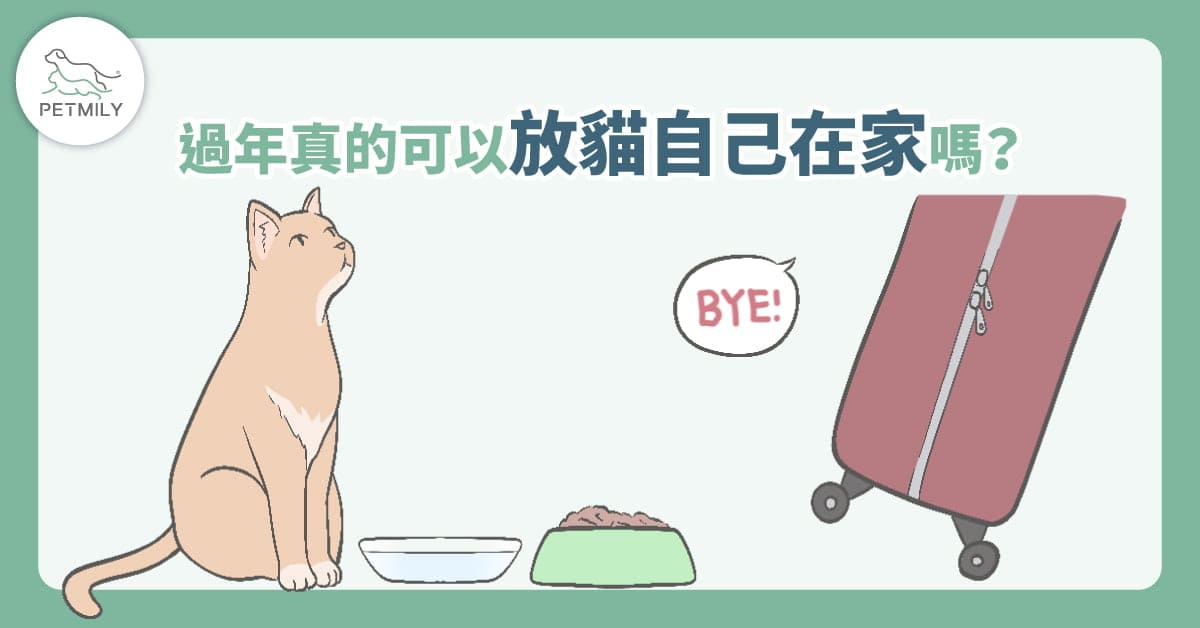 過年返鄉適合讓貓獨自在家嗎？3大危機看過來！