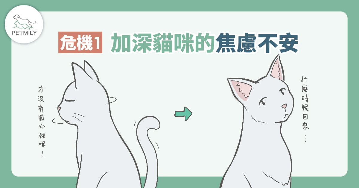 過年返鄉適合讓貓獨自在家嗎？3大危機看過來！