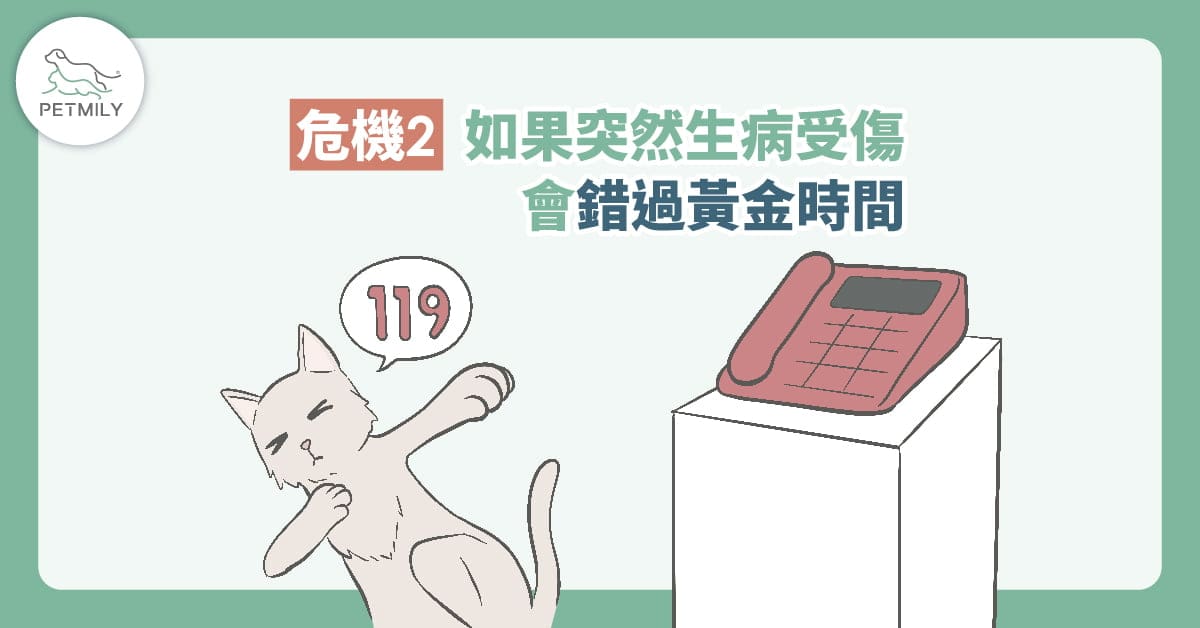 過年返鄉適合讓貓獨自在家嗎？3大危機看過來！