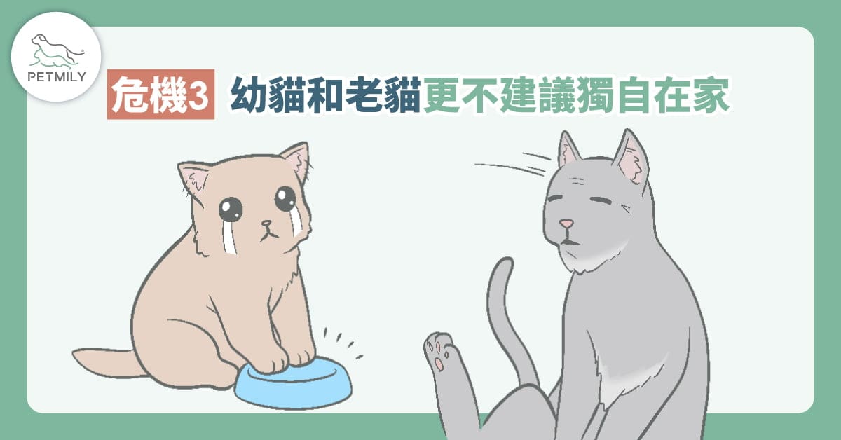過年返鄉適合讓貓獨自在家嗎？3大危機看過來！