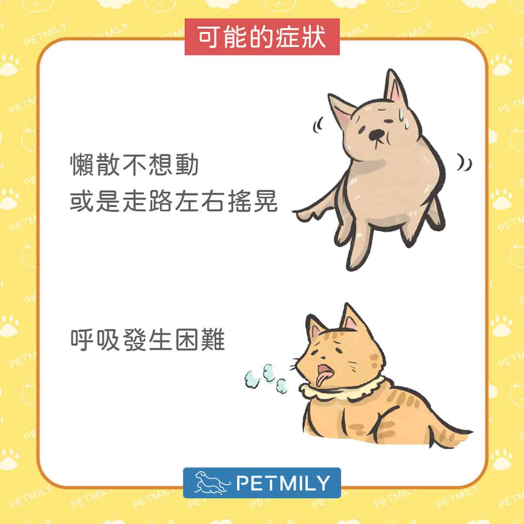 毛孩減肥餐怎麼吃？掌握「6大飲食管理要點」，健康瘦身不失衡！