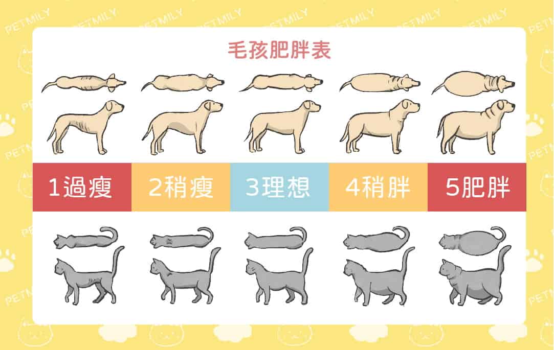 毛孩減肥餐怎麼吃？掌握「6大飲食管理要點」，健康瘦身不失衡！