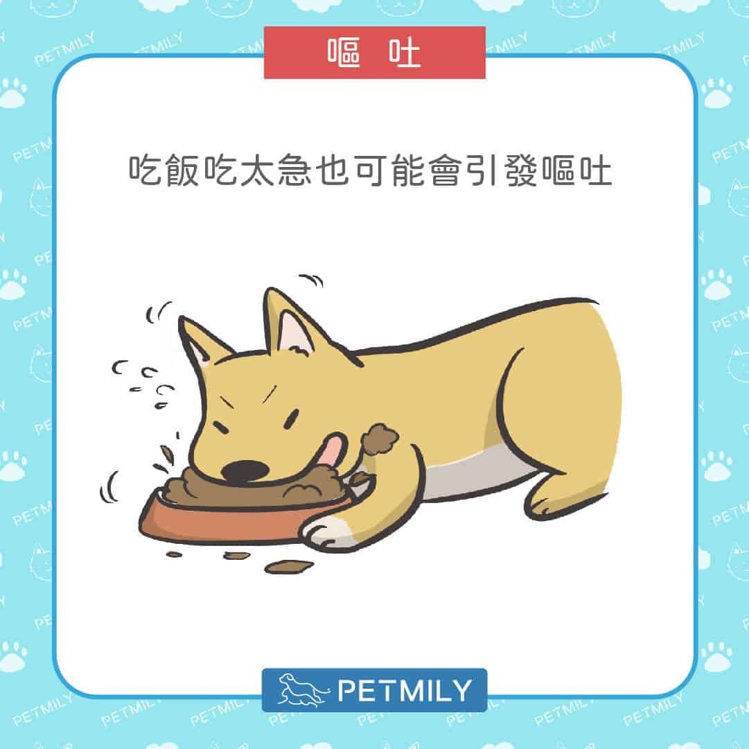 狗狗貓咪拉肚子又嘔吐？掌握5步驟穩定毛孩腸胃狀況！