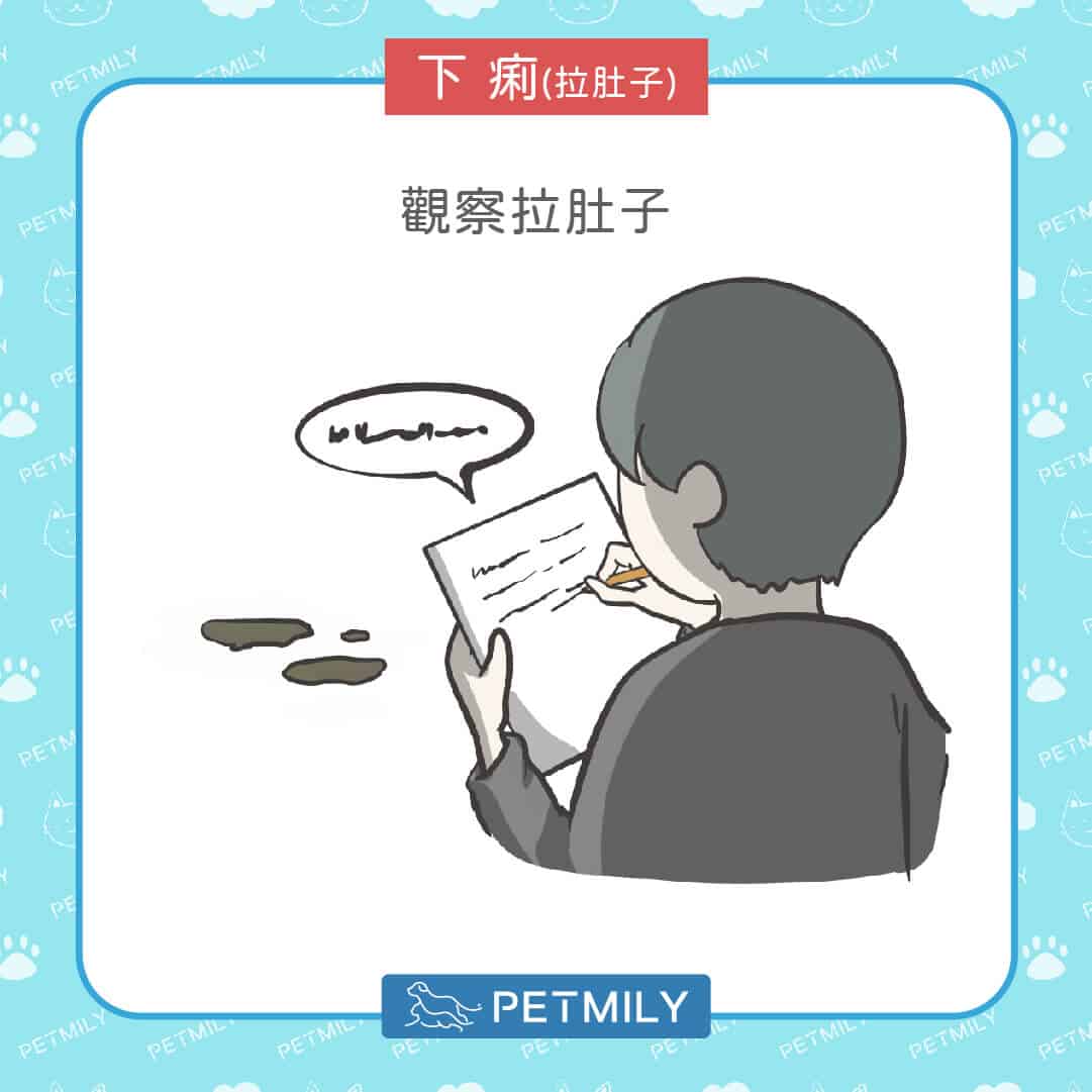 狗狗貓咪拉肚子又嘔吐？掌握5步驟穩定毛孩腸胃狀況！