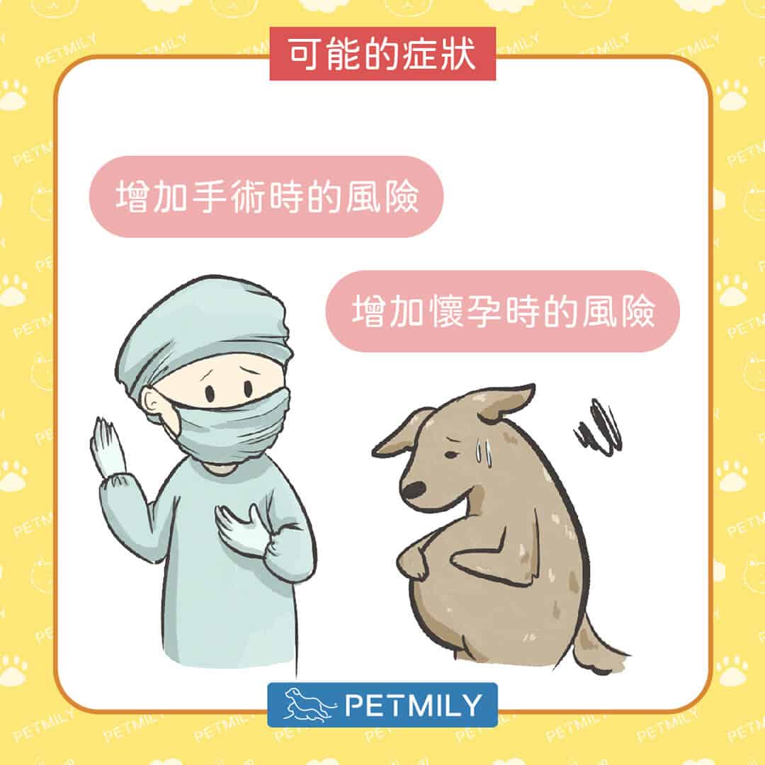 毛孩減肥餐怎麼吃？掌握「6大飲食管理要點」，健康瘦身不失衡！