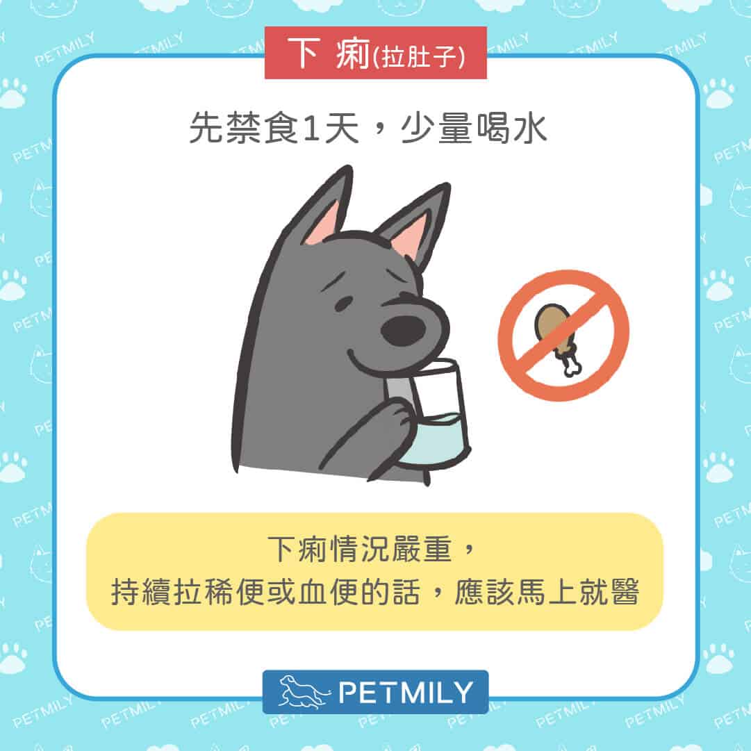 狗狗貓咪拉肚子又嘔吐？掌握5步驟穩定毛孩腸胃狀況！