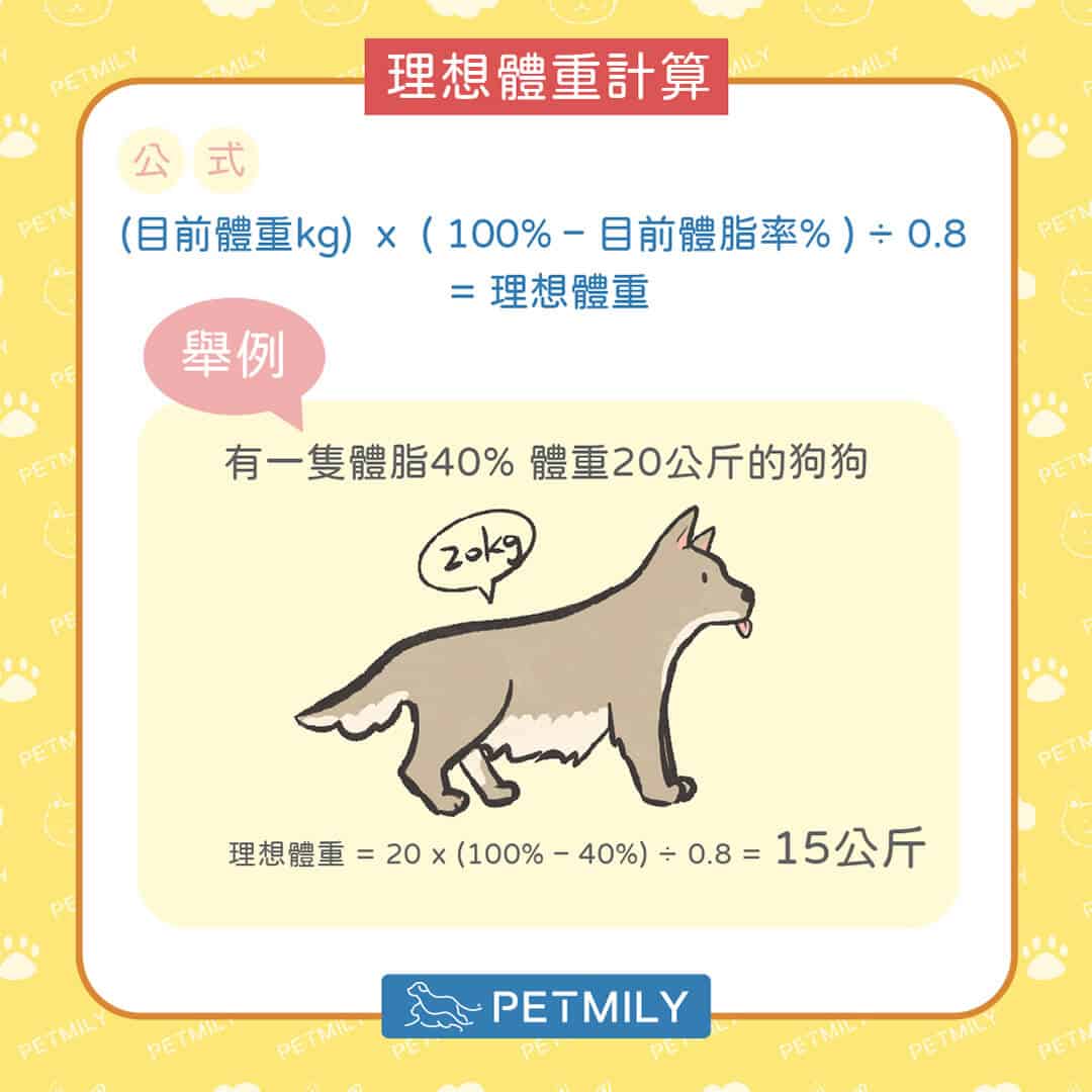 毛孩減肥餐怎麼吃？掌握「6大飲食管理要點」，健康瘦身不失衡！