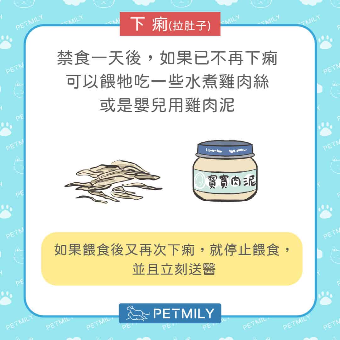 狗狗貓咪拉肚子又嘔吐？掌握5步驟穩定毛孩腸胃狀況！