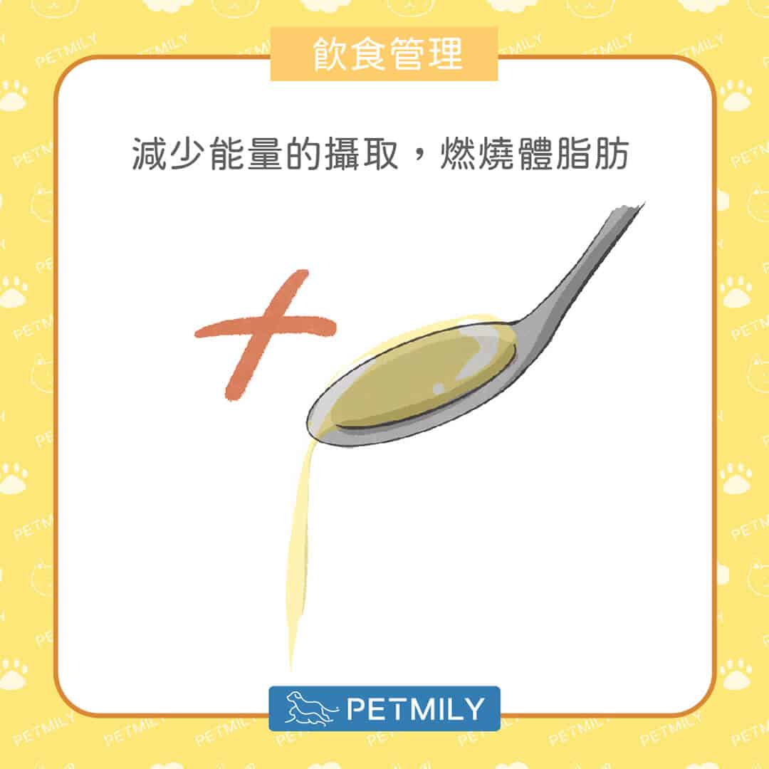 毛孩減肥餐怎麼吃？掌握「6大飲食管理要點」，健康瘦身不失衡！