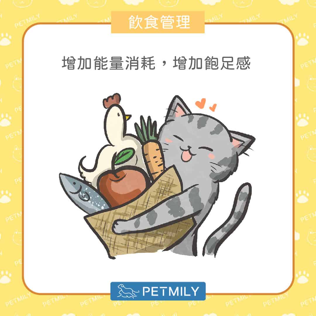 毛孩減肥餐怎麼吃？掌握「6大飲食管理要點」，健康瘦身不失衡！