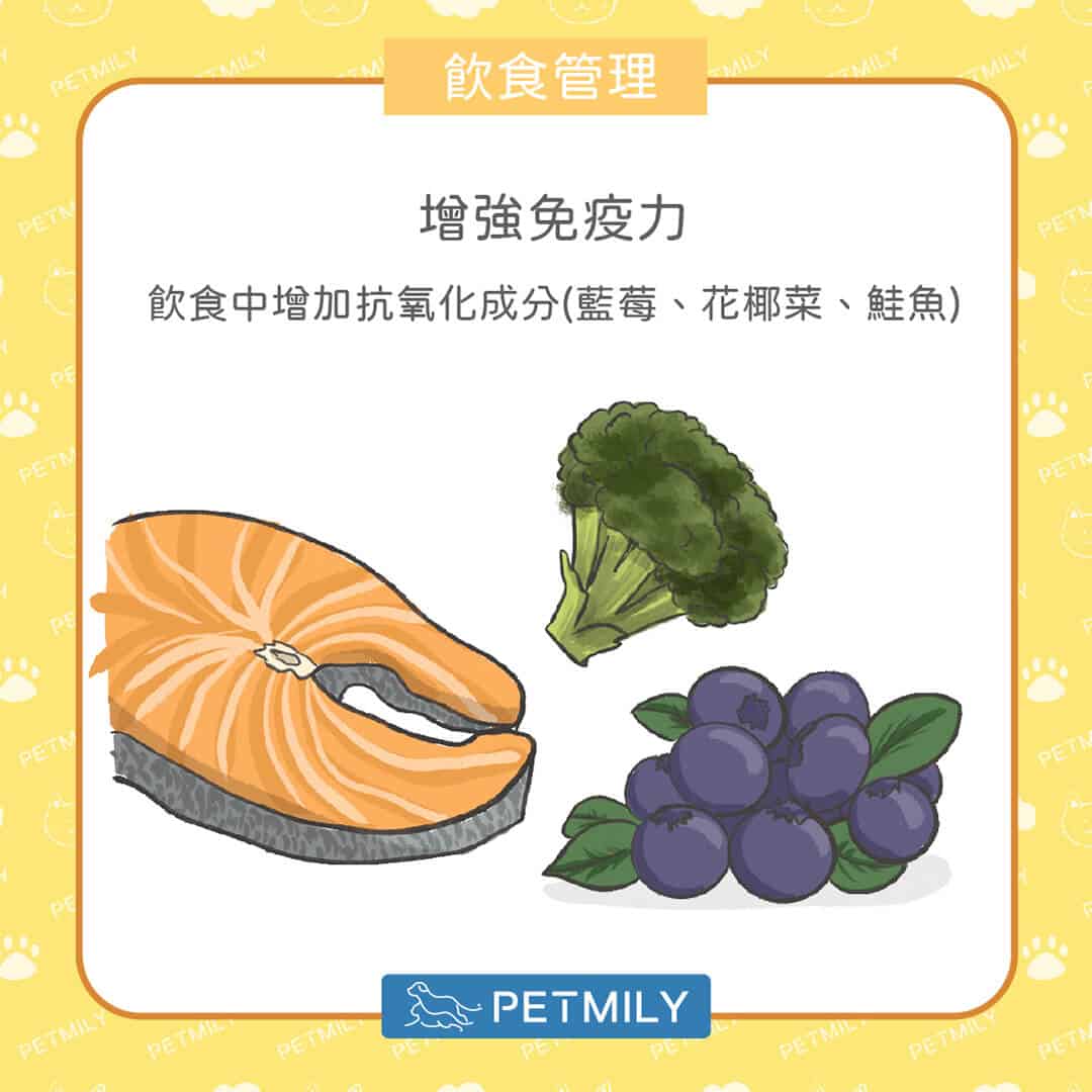 毛孩減肥餐怎麼吃？掌握「6大飲食管理要點」，健康瘦身不失衡！