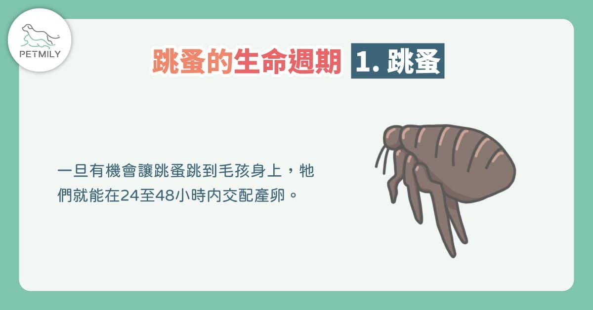 貓咪宅在家，也會生跳蚤～夏日4招除貓跳蚤大作戰！