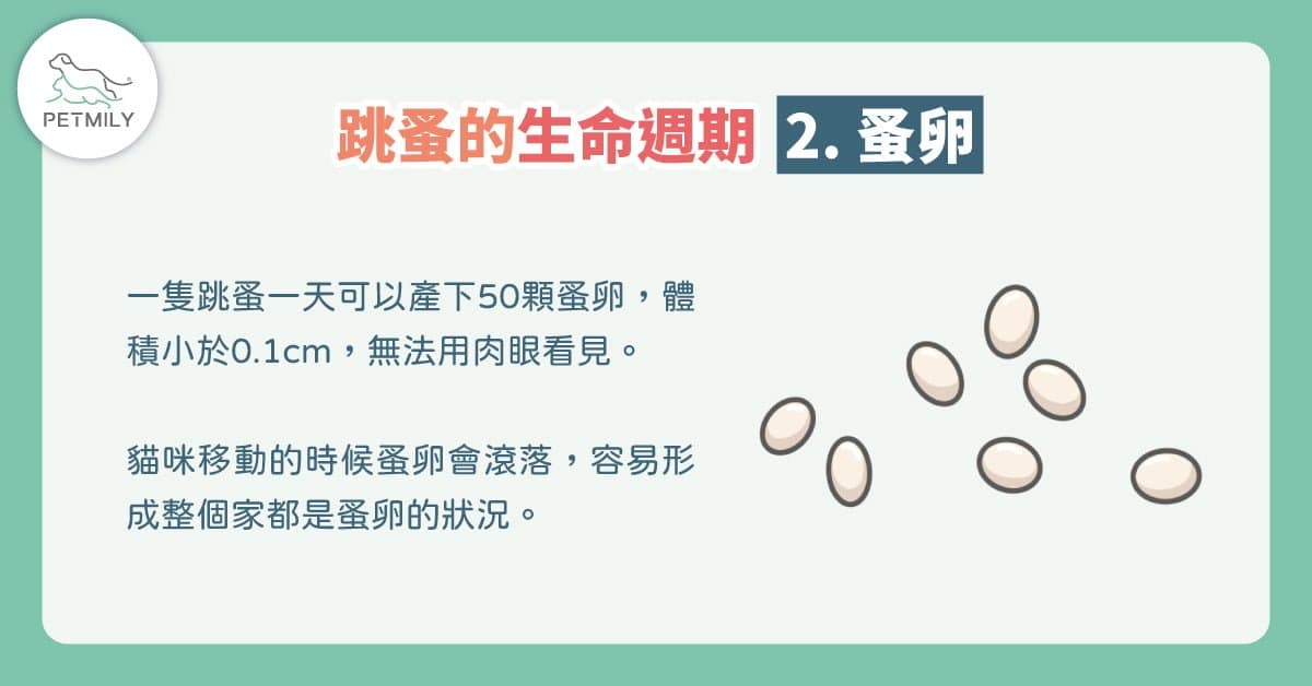 貓咪宅在家，也會生跳蚤～夏日4招除貓跳蚤大作戰！