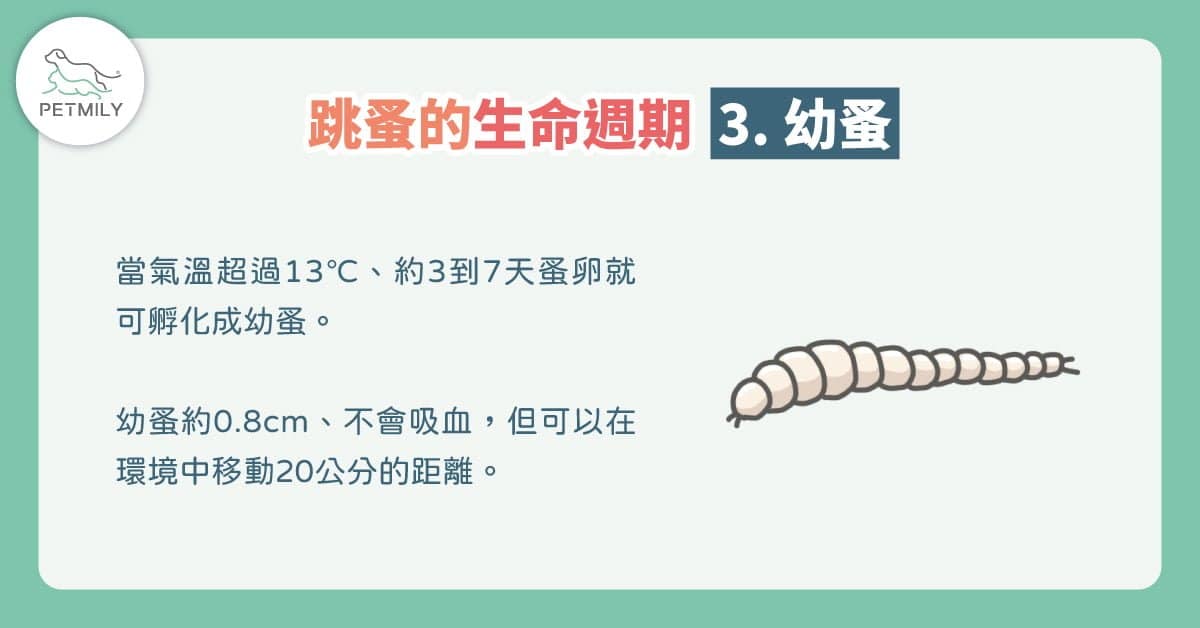 貓咪宅在家，也會生跳蚤～夏日4招除貓跳蚤大作戰！