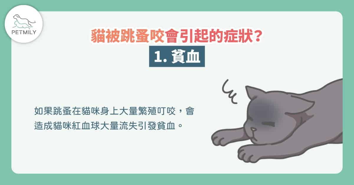 貓咪宅在家，也會生跳蚤～夏日4招除貓跳蚤大作戰！