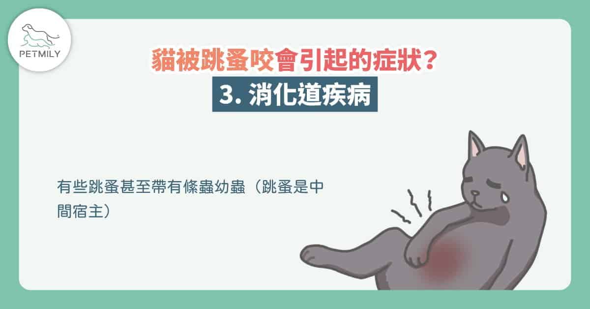 貓咪宅在家，也會生跳蚤～夏日4招除貓跳蚤大作戰！