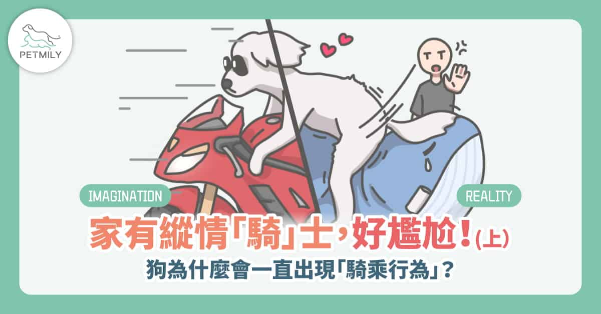 狗狗總會有「騎乘行為」？別再誤會牠了！解析5大原因與背後心理（上）