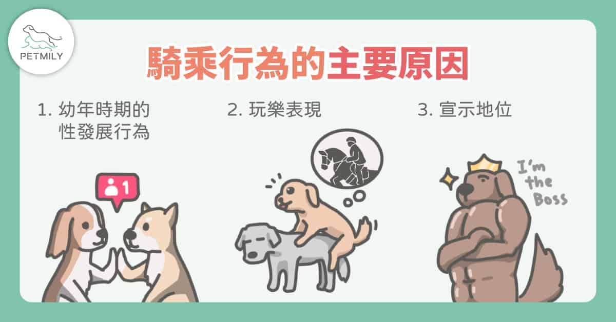 <img src="dog .jpg" alt="三種狗出現騎乘行為的原因">