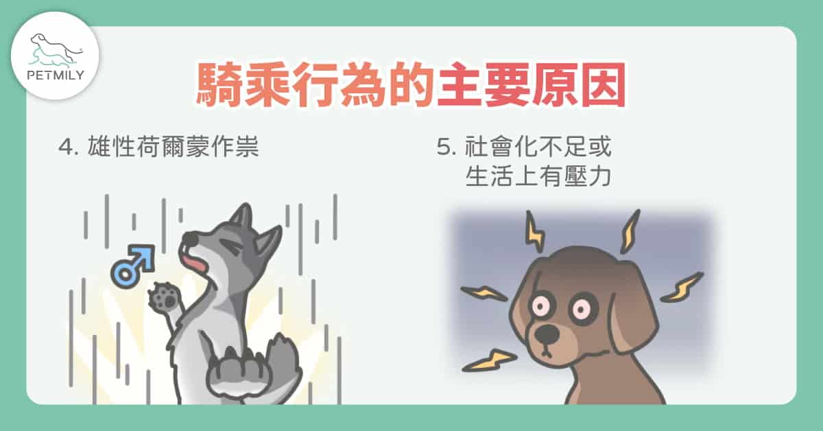 <img src="dog .jpg" alt="兩種狗出現騎乘行為的原因">