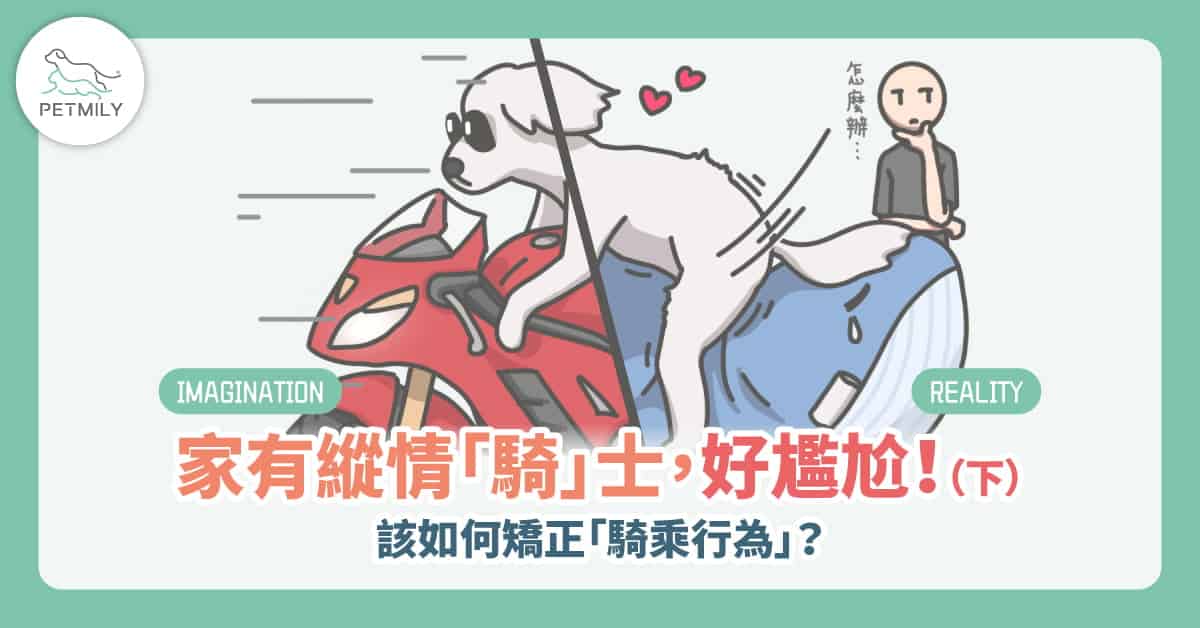 狗狗總會有「騎乘行為」？別再誤會牠了！3種常見原因＋正確矯正方法（下）